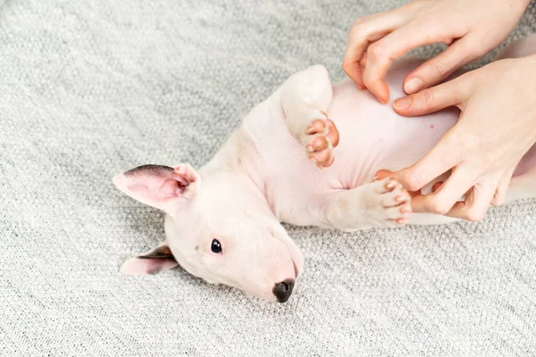 Handen beroerte buik van mini stier terriër puppy liggend op zijn rug op grijze deken. — Stockfoto
