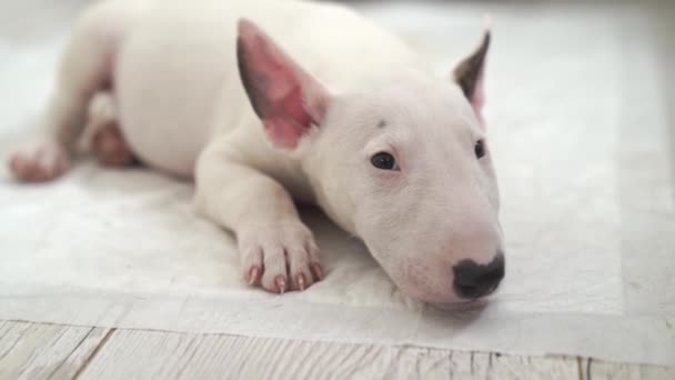 A mini bull terrier puppy lies on a disposable diaper — Stock Video