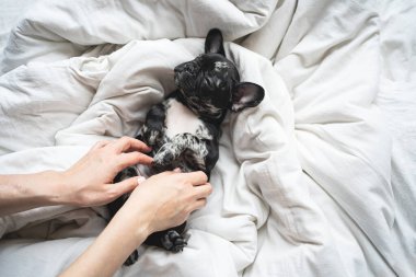 Kadınların elleri yavaşça siyah beyaz bir Fransız Bulldog köpeğinin karnını kaşır.