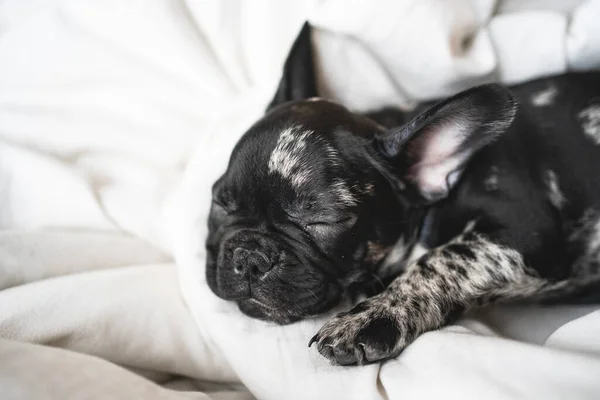 Slapen zwart-wit franse bulldog puppy op de witte deken — Stockfoto