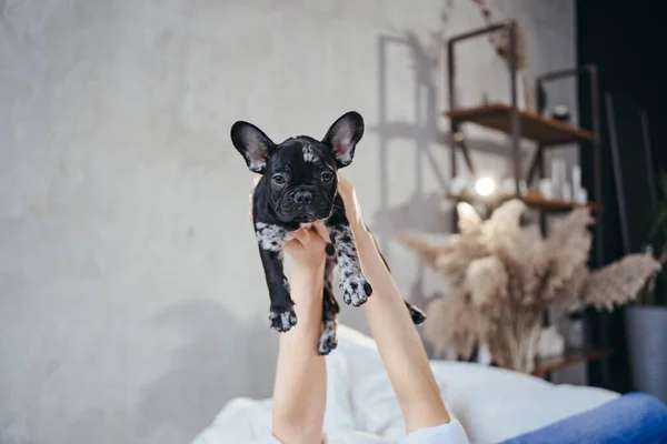 Las manos de las mujeres suavemente sostienen un cachorro Bulldog francés blanco y negro. —  Fotos de Stock