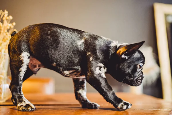 木製のテーブルの上に黒と白のフランスのブルドッグ子犬 — ストック写真