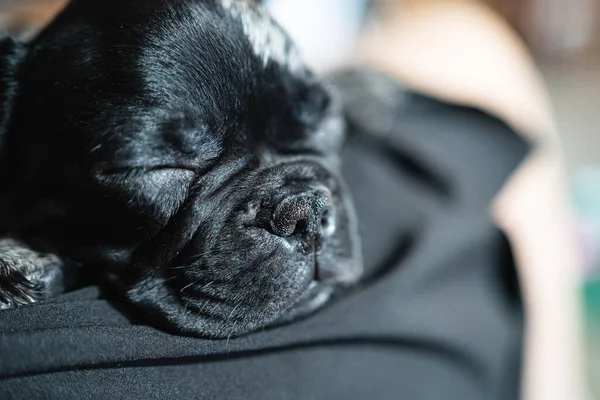 Cabeza de dormir blanco y negro bulldog francés cachorro en el regazo mistresss —  Fotos de Stock