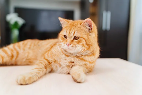 거실 탁자 위에 있는 아름다운 붉은 솜털 고양이. — 스톡 사진