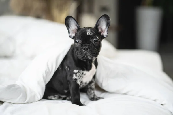 Schattig zwart-wit franse bulldog puppy onder de deken op een wit bed. — Stockfoto