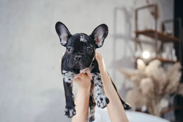 Las manos de las mujeres suavemente sostienen un cachorro Bulldog francés blanco y negro. —  Fotos de Stock