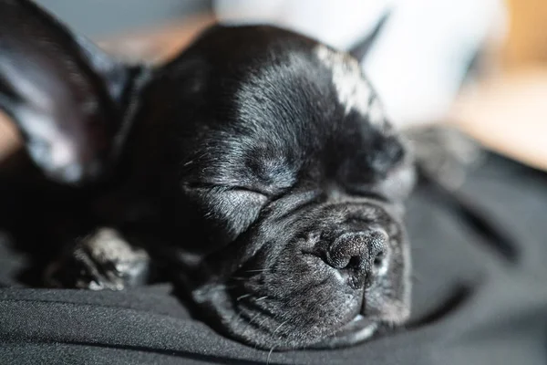 Kop van slapen zwart-wit franse bulldog puppy op de mistresss lap — Stockfoto