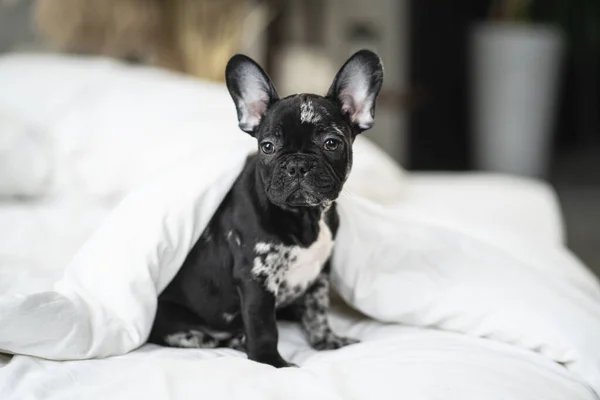 Anjing bulldog hitam dan putih yang lucu di bawah selimut di tempat tidur putih. Stok Foto