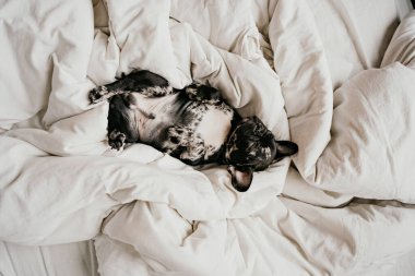Şirin siyah beyaz buldog köpek yavrusu beyaz bir yatakta battaniyenin üzerinde uyur.. 