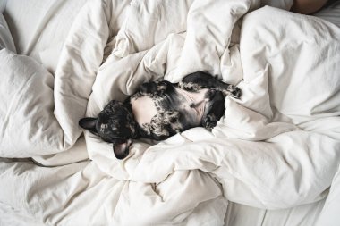 Üst Manzara. Beyaz battaniyenin üzerinde uyuyan siyah-beyaz Fransız buldog köpeği.
