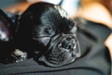 Metreslerin kucağında uyuyan siyah beyaz Fransız buldog köpeğinin başı.