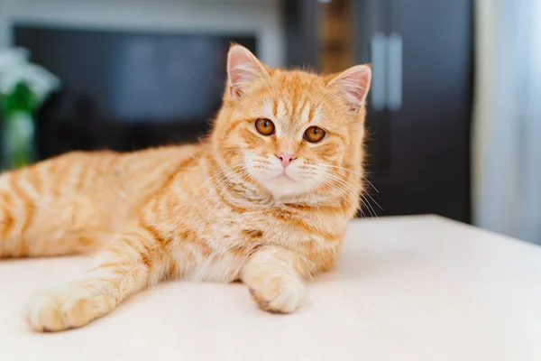 Um belo gato fofo vermelho em uma mesa na sala de estar. — Fotografia de Stock