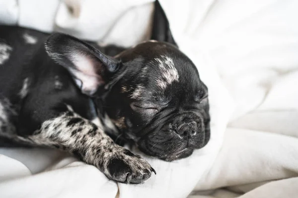 Slapen zwart-wit franse bulldog puppy op de witte deken — Stockfoto