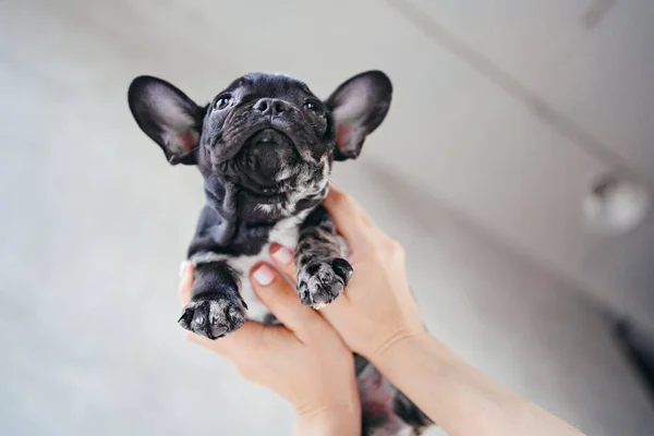 Le mani delle donne tengono delicatamente un cucciolo di Bulldog francese in bianco e nero. — Foto Stock