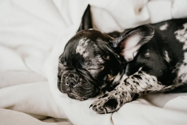 Kop van mooie zwart-wit franse bulldog puppy op de deken op wit bed. — Stockfoto