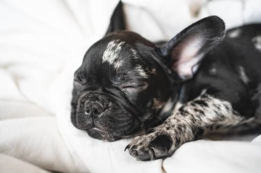 Beyaz battaniyenin üzerinde uyuyan siyah-beyaz Fransız buldog köpeği.