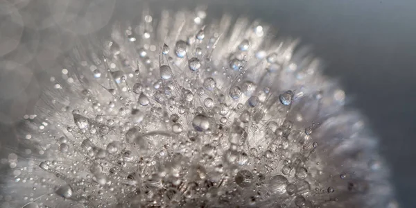 White dandelion is close with drops of water on a golden gray background with bokeh. Macro — Stock Photo, Image