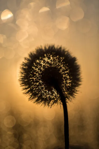 O contorno de dente-de-leão preto em um fundo dourado do pôr-do-sol. Com bokeh em um fundo amarelo. Macro. Perto — Fotografia de Stock