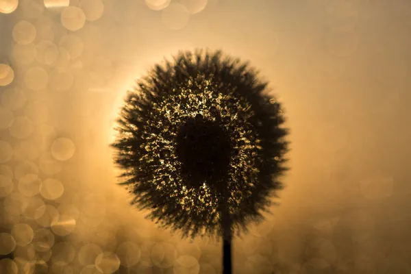 Black dandelion contour on a golden background of the setting sun. With bokeh on a yellow background. Macro. Near — Stock Photo, Image