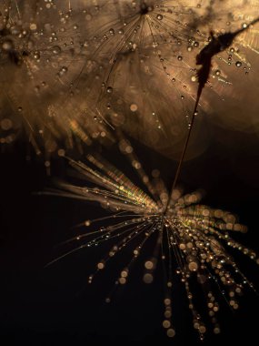 Sonbaharda tarlada kuru odun, kurumuş çiçek. Kıştan önce solmuş doğa. Altın renkler, kahverenginin tonları. Doğal arkaplan veya doku