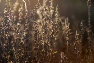 Sonbaharda tarlada kuru odun, kurumuş çiçek. Kıştan önce solmuş doğa. Altın renkler, kahverenginin tonları. Doğal arkaplan veya doku
