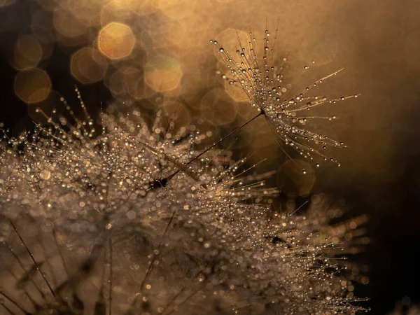 Golden natural background, texture. Dandelion with drops of water at sunset-macro. Photo picture — Foto Stock