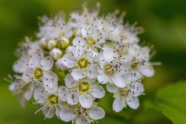 Viburnum lantana fotokopi için gece lambasıyla kapat. 