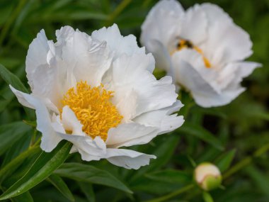 Güneşli bir günde bahçede sarı puantiyeli beyaz şakayık çiçeği..