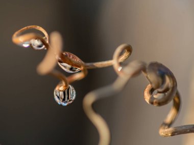 Doğal arka plan, doku. Yansıması olan bir bitkinin üzerine güzel su damlaları