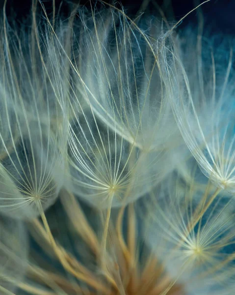 Close up dandelion seeds, macro. Natural background, texture. — стоковое фото