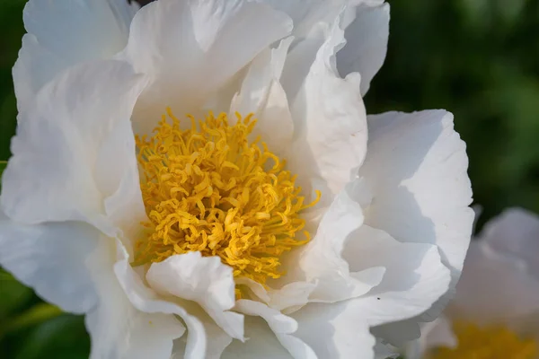 White peony flower with yellow stamens in the garden on a sunny day. — Stock Photo, Image