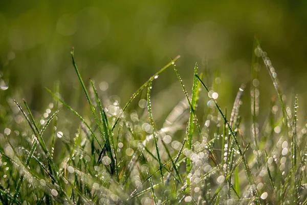 Doğal arka plan dokusu, afiş. Sitelerin tasarımı için. Yeşil çimenler ve su damlaları