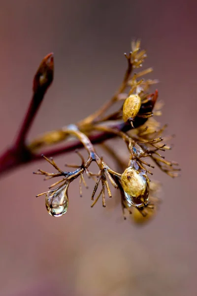 Fond naturel, texture. De belles gouttes d'eau sur une plante avec réflexion — Photo