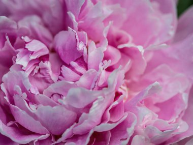 Bahçede narin taç yaprakları ve yeşil yaprakları olan pembe ve bej renkli şakayıkları, makro pembe çiçekleri, çiçek başlarını, çiçek açan şakayıkları, çiçek fotoğraflarını, makro fotoğrafçılığı olan pembe şakayıkları kapatın.