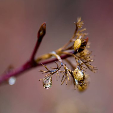 Doğal arka plan, doku. Yansıması olan bir bitkinin üzerine güzel su damlaları