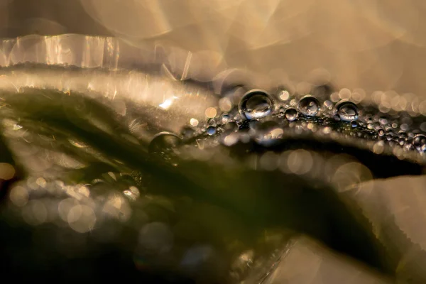 Natural background, texture. Beautiful drops of water on a plant with reflection — Foto Stock