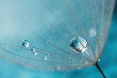 Soyut karahindiba çiçeği arkaplanı. Tohum makrosu yakın plan. Yumuşak odaklanma. Bahar doğası