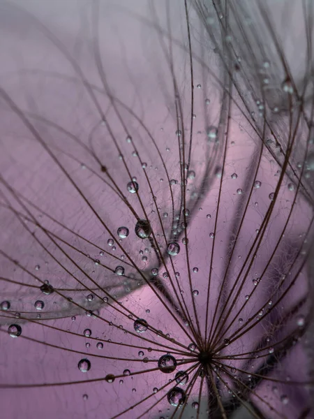 Abstract dandelion flower background. Seed macro closeup. Soft focus . Spring nature — Stock Photo, Image