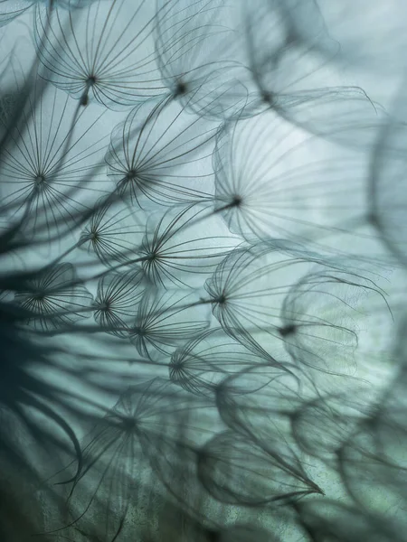 Αφηρημένο φόντο λουλούδι πικραλίδα. Σπόρος μακροεντολή closeup. Απαλή εστίαση. Ανοιξιάτικη φύση — Φωτογραφία Αρχείου