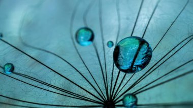 Soyut karahindiba çiçeği arkaplanı. Tohum makrosu yakın plan. Yumuşak odaklanma. Bahar doğası