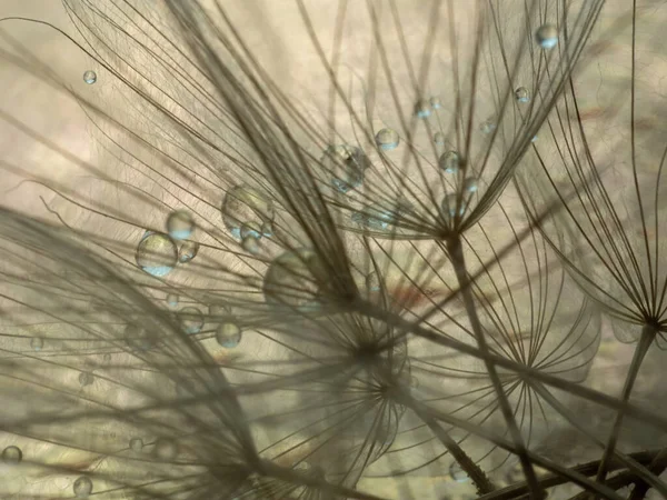Soyut karahindiba çiçeği arkaplanı. Tohum makrosu yakın plan. Yumuşak odaklanma. Bahar doğası — Stok fotoğraf
