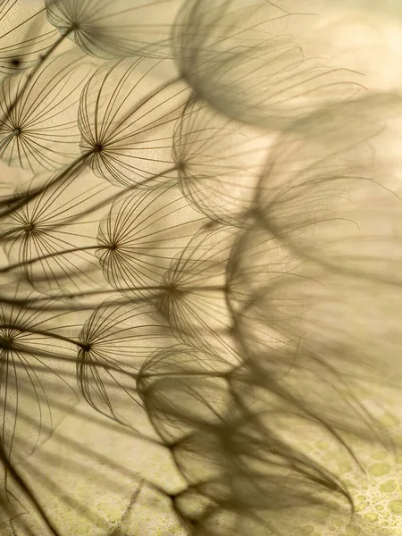 Abstract dandelion flower background. Seed macro closeup. Soft focus . Spring nature — Stock Photo, Image