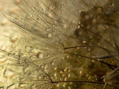 Soyut karahindiba çiçeği arkaplanı. Tohum makrosu yakın plan. Yumuşak odaklanma. Bahar doğası