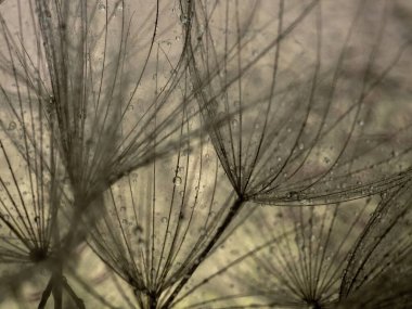 Soyut karahindiba çiçeği arkaplanı. Tohum makrosu yakın plan. Yumuşak odaklanma. Bahar doğası