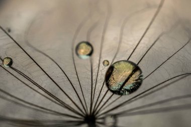 Güzel su, karahindiba tohumunun üzerine düşer. Doğa masmavi arka plan. Yumuşak odak