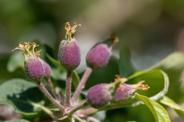 Metin için alanı olan doğal bir arkaplan. Seçici odaklı pankart