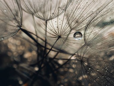 Soyut karahindiba çiçeği arka planı, aşırı yakın plan. Doğal arka planda büyük bir karahindiba. Sanat fotoğrafçılığı. Odaklanma.