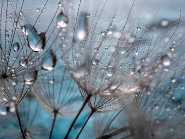 Soyut karahindiba çiçeği arkaplanı. Tohum makrosu yakın plan. Yumuşak odaklanma. Bahar doğası