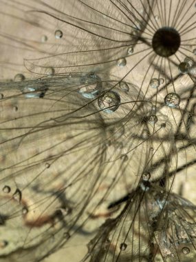 Soyut karahindiba çiçeği arkaplanı. Tohum makrosu yakın plan. Yumuşak odaklanma. Bahar doğası