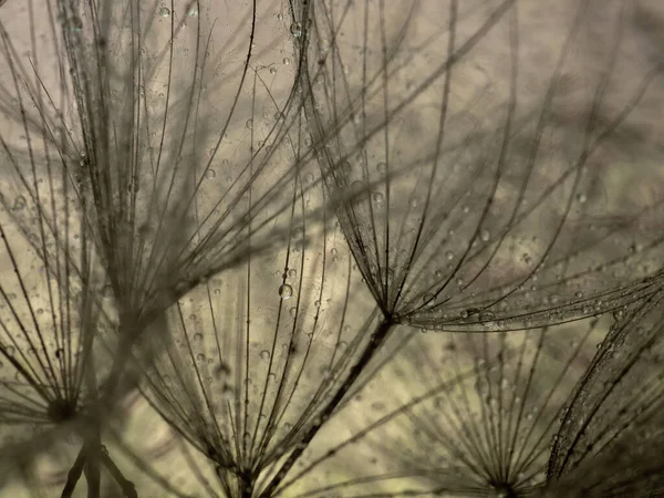Fondo abstracto de flores de diente de león. Primer plano de la macro semilla. Foco suave. Naturaleza de primavera — Foto de Stock